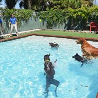 Puppy Palace - South Tampa image 7